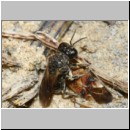 Lindenius albilabris - Grabwespe w04e 7mm - mit Lygus pratensis-Weichwanze -m- beim Nesteintrag - OS-Hasbergen Lehmhuegel.jpg